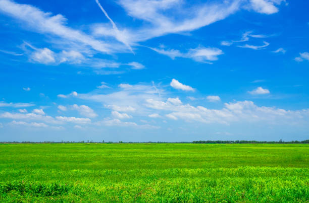 istock landscape , Beautiful daytime blue sky and green grass 1163654074
