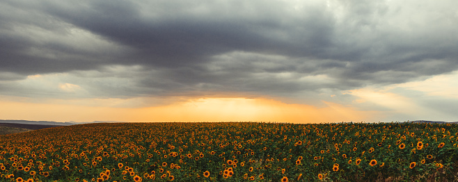 Blooming sunflower field at sunset time