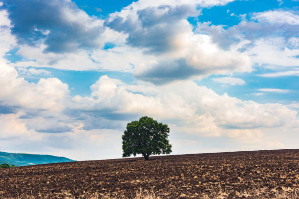 istock Lonely green tree on a plowed farm field 1163654899