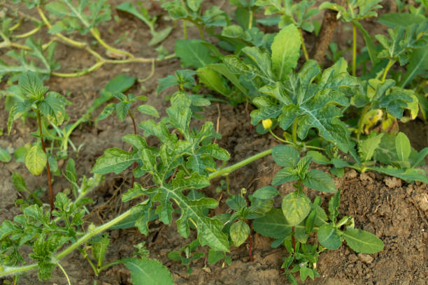 istock Watermelon leaves in the garden. Growing watermelon 1163655183