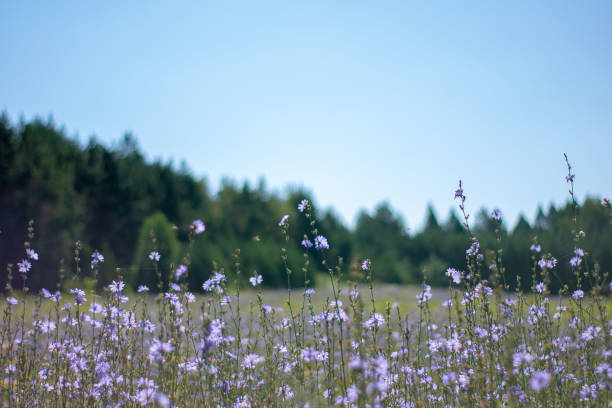 istock Green background with a beautiful multi-colored lawn and blue sky 1163657045