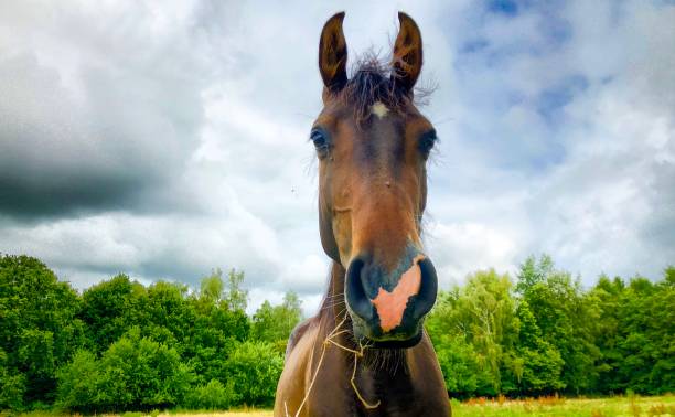 istock Happy horse against a cloudy sky 1163657066