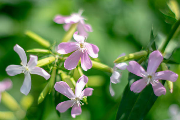 istock Bright white flowers in a sunny garden 1163657152