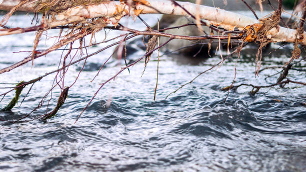istock Fast Mountain River Flow under Branches of the Fallen Birch Tree Trunk. 1163658542