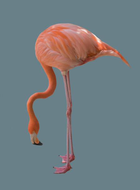 istock Bird pink flamingo. 1163659860