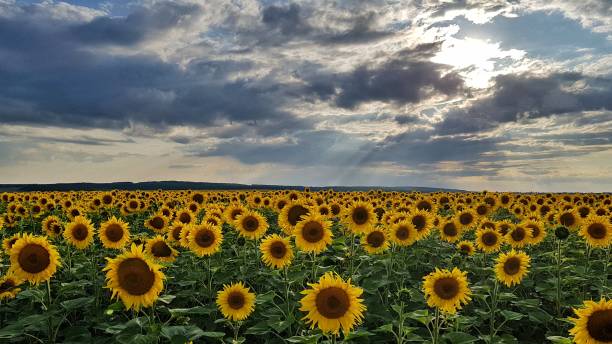 istock sunflower field under the cloudy sky in ukraine 1163663081
