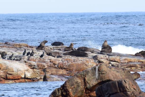istock Seals basking off of The Cape of Good Hope 1163665430