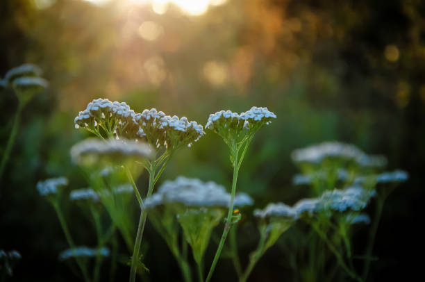 istock Inflorescences of small white flowers at sunset 1163667768