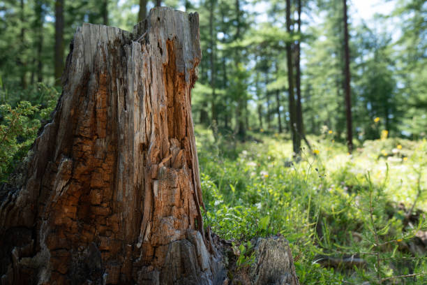 istock old stump and dead tree trunk in middle of forest 1163667805