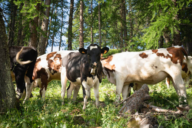 istock Brown and white Dairy Cow herd in a field 1163668385
