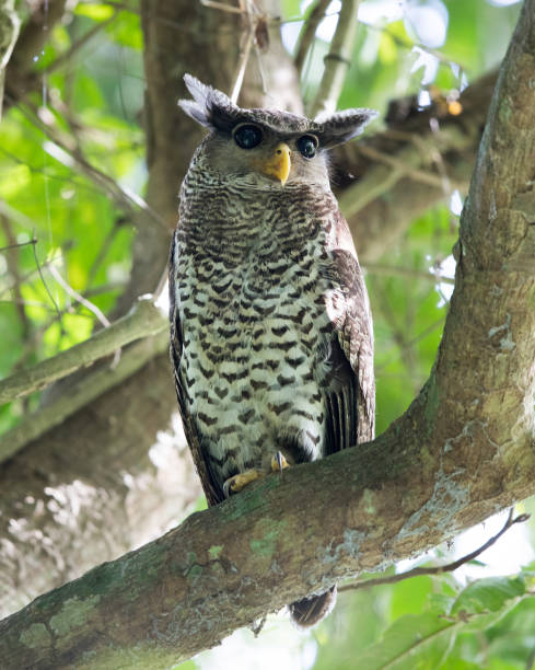 istock Bird : adult female Spott-bellied eagle-owl (Bubo nipalensis) 1163670400