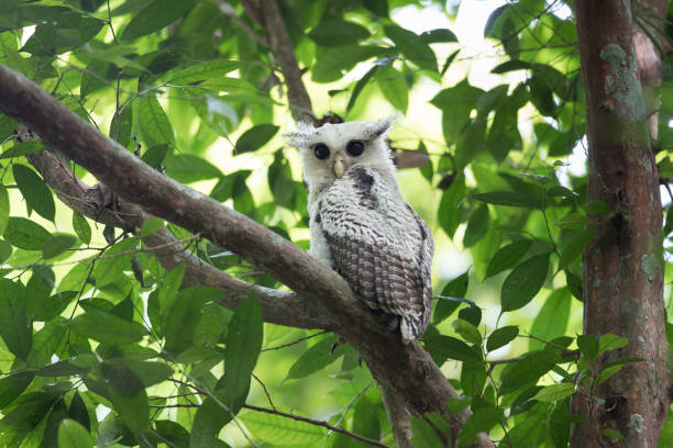 istock Bird : the young Spott-bellied eagle-owl (Bubo nipalensis) 1163670472