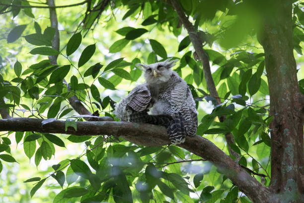 istock Bird : the young Spott-bellied eagle-owl (Bubo nipalensis) 1163670534