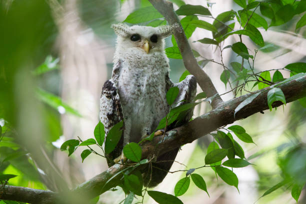 istock Bird : the young Spott-bellied eagle-owl (Bubo nipalensis) 1163670553