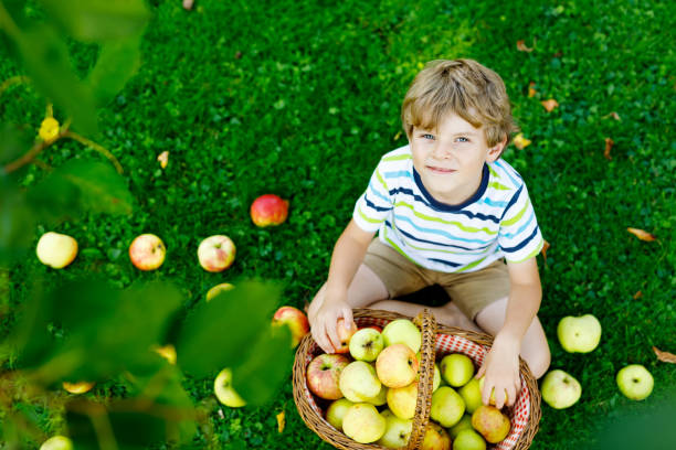 bellissimo ragazzo biondo felice che raccoglie e mangia mele rosse nella fattoria biologica, autunno all'aperto. divertente bambino in età prescolare che si diverte ad aiutare e raccogliere nel frutteto del giardino domestico. - orchard child crop little boys foto e immagini stock