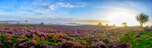 夏の日の出の間にヒースランドの風景にヘザー植物を咲かせる - flower landscape heather sky ストックフォトと画像