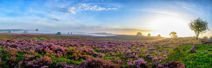 Blooming Heather plants in Heathland landscape during sunrise in summer. Wide panorama photo.