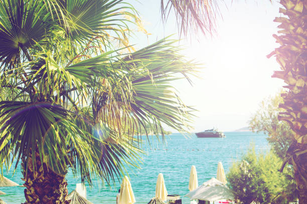 istock Palm trees and seascape summer concept 1163674548