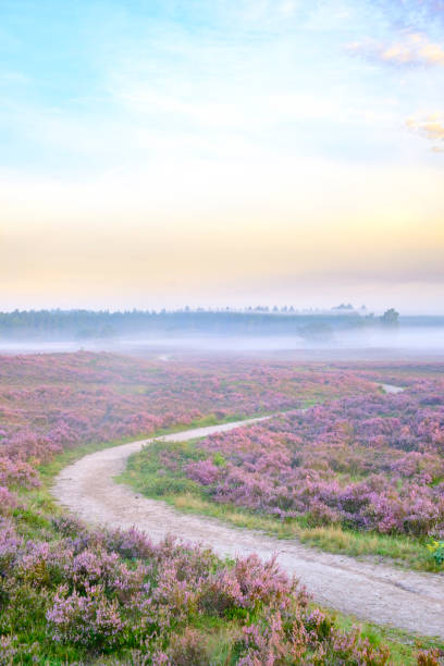 trajeto de enrolamento através das plantas de florescência da urze na paisagem de heathland durante o nascer do sol - disappearing nature vertical florida - fotografias e filmes do acervo