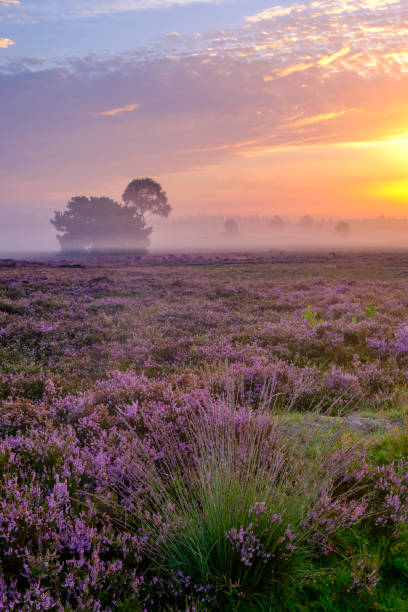 istock Blooming Heather plants in Heathland landscape during sunrise in summer 1163674778