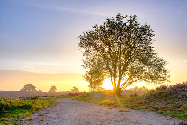 istock Blooming Heather plants in Heathland landscape during sunrise in summer 1163674847