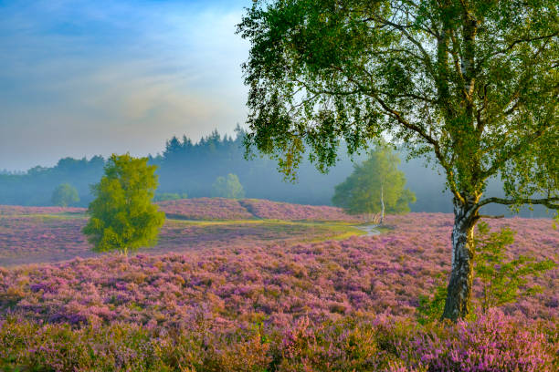 istock Blooming Heather plants in Heathland landscape during sunrise in summer 1163674878