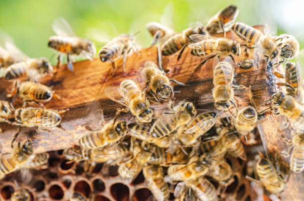 istock honey bees on honeycomb in apiary in summertime 1163674989