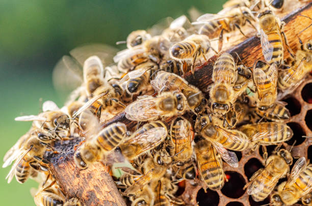 istock honey bees on honeycomb in apiary in summertime 1163674994