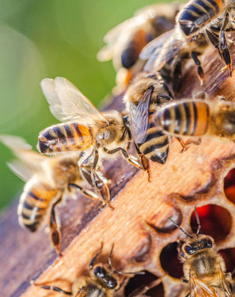 istock honey bees on honeycomb in apiary in summertime 1163675018