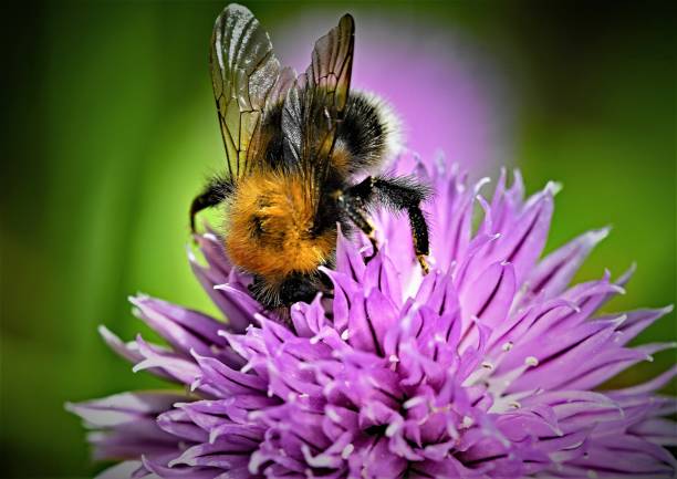 baumhummel, in doncaster, south yorkshire, england - flower pollination stock-fotos und bilder