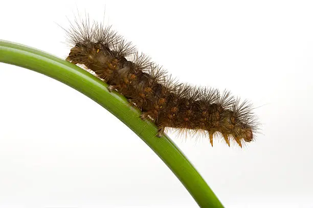 Photo of Brown hairy larva