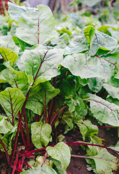 istock Beetroot vegetable sprout foliage. Fresh beet root plant growing on soil background 1163676707