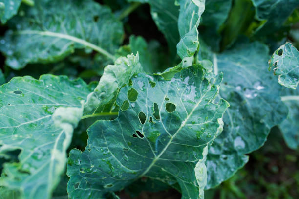 istock Closeup of cabbage leaves were eaten by worms. 1163676708