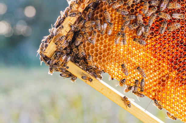 istock honey bees on honeycomb in apiary in summertime 1163677730