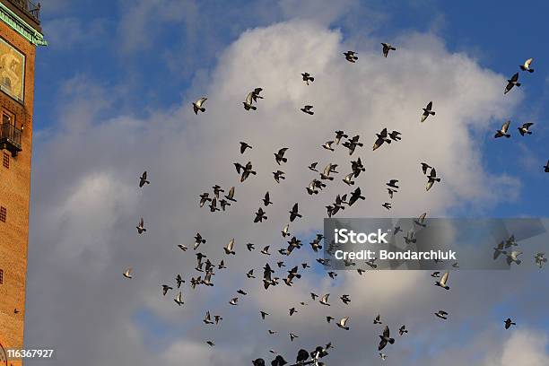 Foto de Pombos e mais fotos de stock de Abstrato - Abstrato, Alto - Descrição Geral, Animal