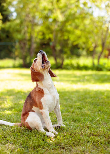 lebreiro barking no jardim do verão. - dog barking humor howling - fotografias e filmes do acervo