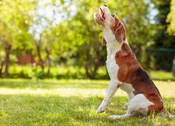 istock Barking beagle in summer garden. 1163679487