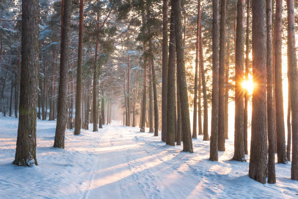 istock Winter forest. Idyllic winter landscape in sunlight. Sunny forest 1163681732