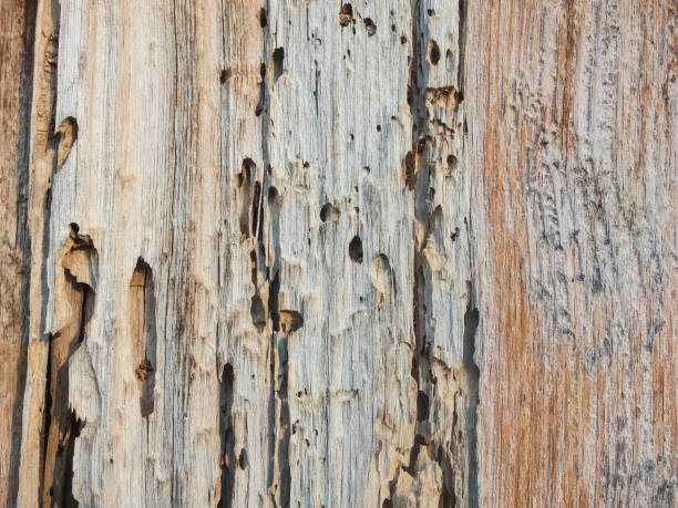 istock Old cracked wood with wormholes. Wood texture background 1163683461