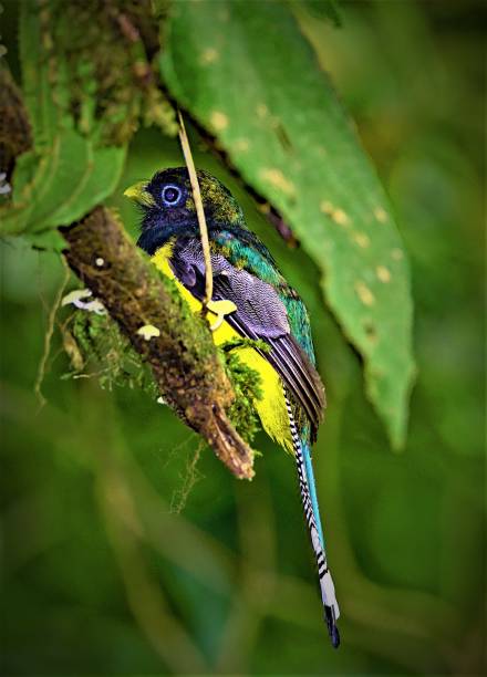 violaceous trogan 2, w arenal wiszące mosty tour, arenal, kostaryka, ameryka środkowa - costa rica rainforest central america arenal volcano zdjęcia i obrazy z banku zdjęć