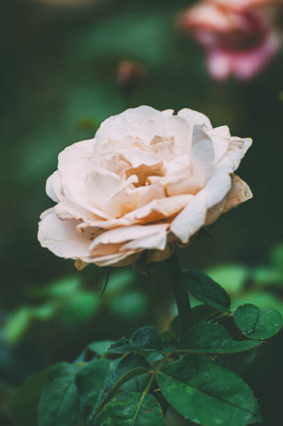 istock White rose in King Power downtown complex garden (Thailand) on the green background 1163684178
