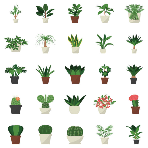 ilustraciones, imágenes clip art, dibujos animados e iconos de stock de interior plantas en maceta sión icono plano - mammillaria cactus