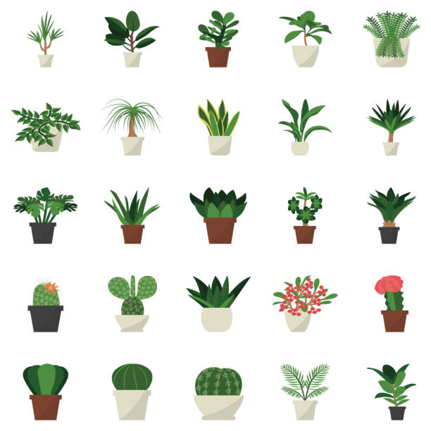 крытый горшечные растения плоская икона - mammillaria cactus stock illustrations