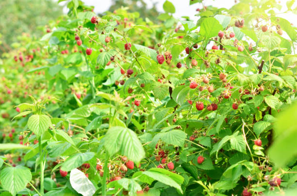 istock Red sweet berries growing on raspberry bush in fruit garden. 1163687251
