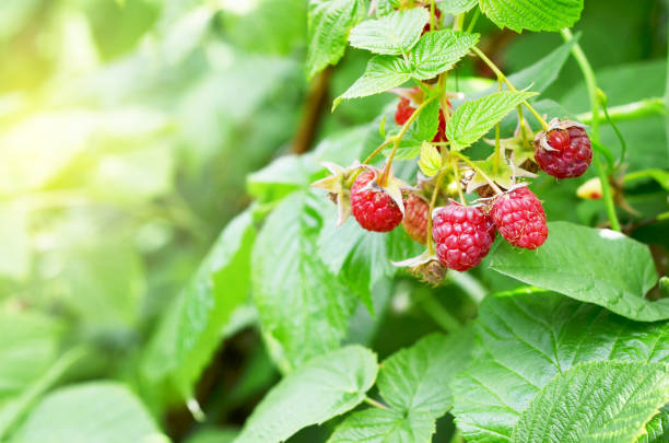 istock Red sweet berries growing on raspberry bush in fruit garden. 1163687259