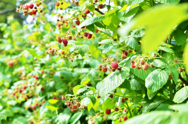 istock Red sweet berries growing on raspberry bush in fruit garden. 1163687283