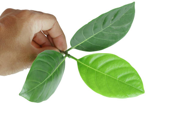 istock Hand man holding green leaves isolated on white background 1163688544