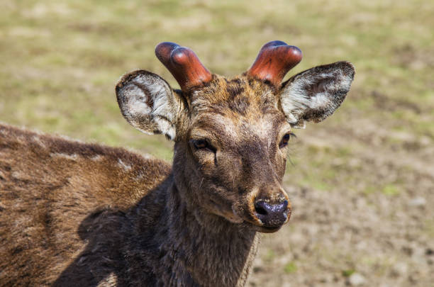 A fully grown brown young deer with long horns. Standing staring at this picture taken at the Ancient City, Samut Prakan Province, Thailand.