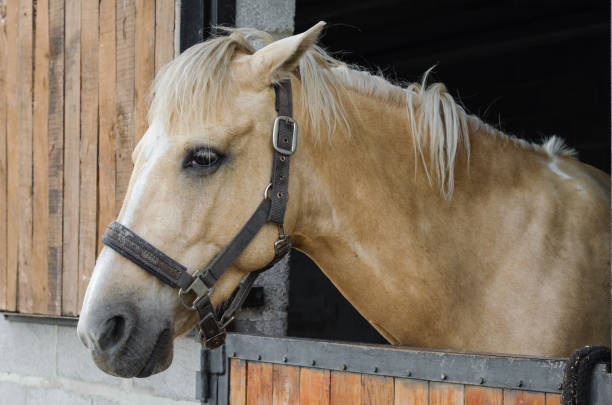 istock horse in a stable at a farm closeup 1163691604