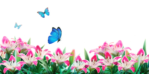 Pink lilies flowers  and fluttering butterflies on white background.  Summer template, artistic image, free space